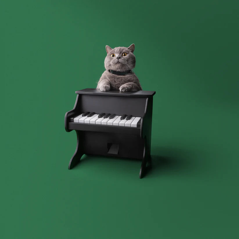 Pet Piano Feeder🐾🎹