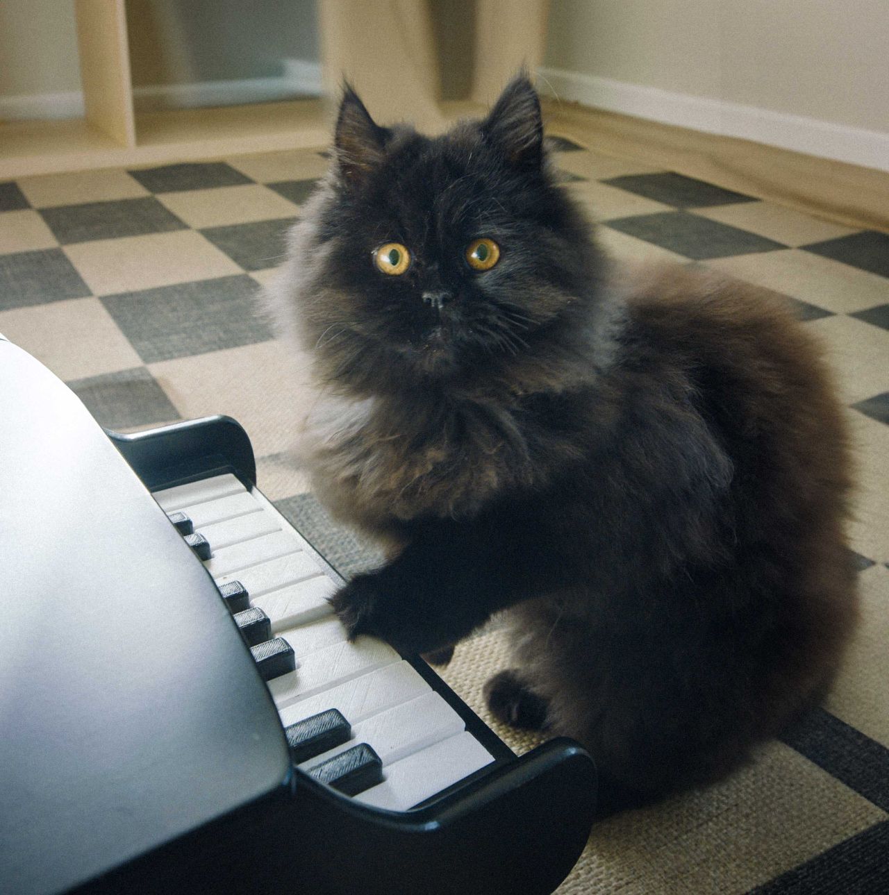 Pet Piano Feeder🐾🎹