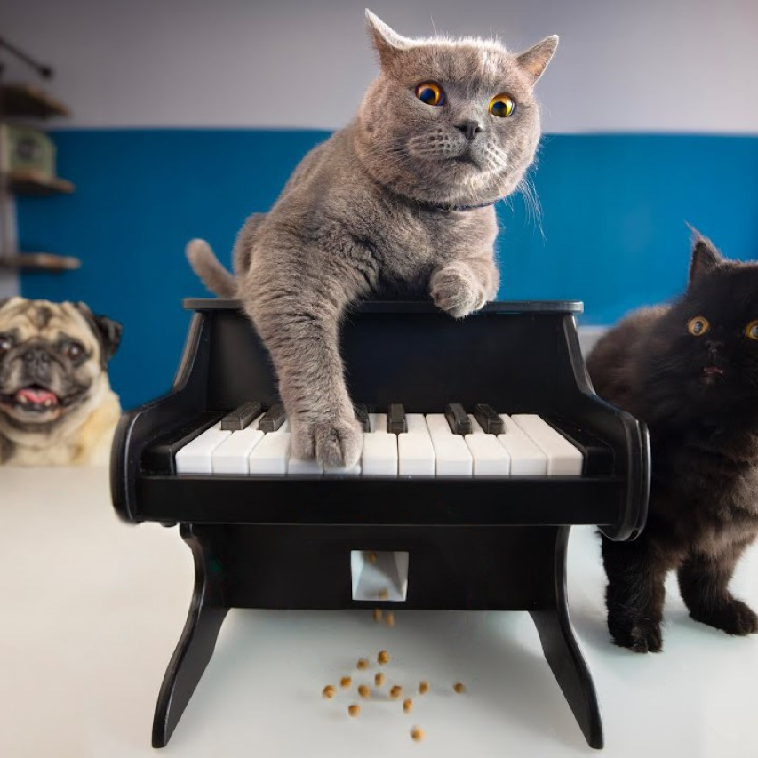 Pet Piano Feeder🐾🎹